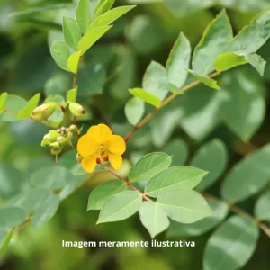 Raiz de Fedegoso: Uma Jornada Herbal para o Equilíbrio Natural