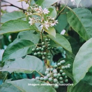 Raiz de Jurubeba: O Remédio Natural da Terra