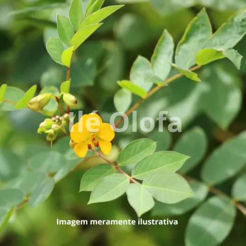 Raiz de Fedegoso: Uma Jornada Herbal para o Equilíbrio Natural