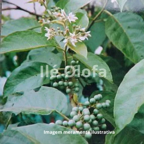 Raiz de Jurubeba: O Remédio Natural da Terra