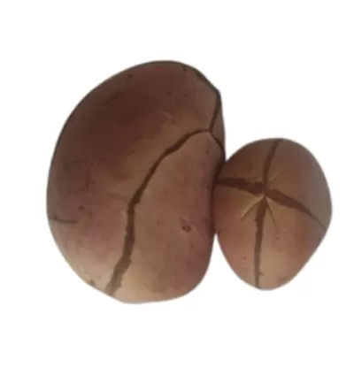Obi bata (Obi africano de 4 gomos)