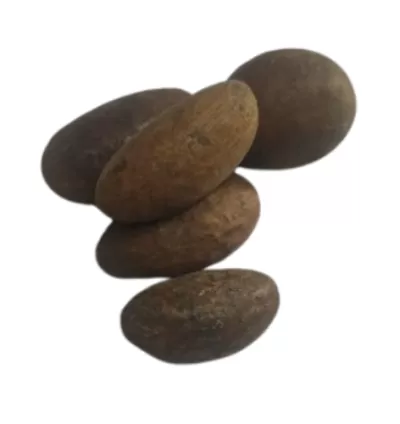 Orogbo Africano 1
